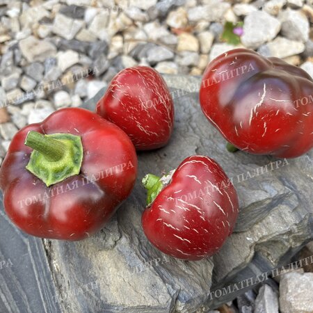 Томат Перец Ратунда Красная (Ratund Red)