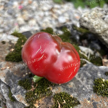 Томат Перец Ратунда Красная (Ratund Red)