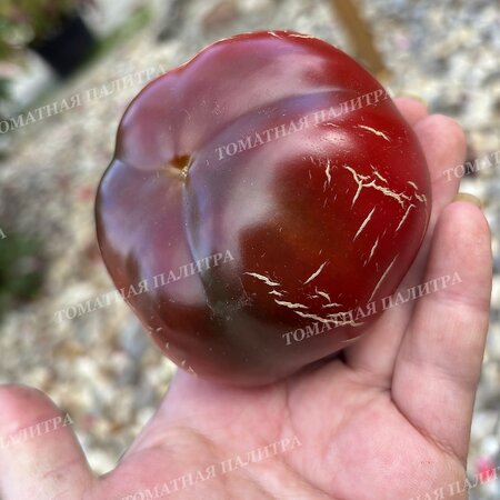 Томат Перец Ратунда Красная (Ratund Red)