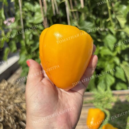 Томат Перец РАУМ / КОСМОС (Raum), Германия.