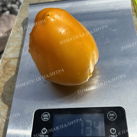 Томат Перец РАУМ / КОСМОС (Raum), Германия.