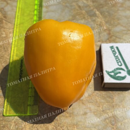 Томат Перец РАУМ / КОСМОС (Raum), Германия.