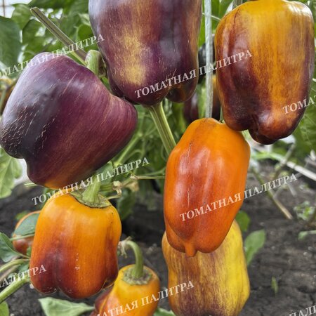 Томат Перец ПУРПЛ СМУДЖ ГОЛД (Purple Smudge Gold), США
