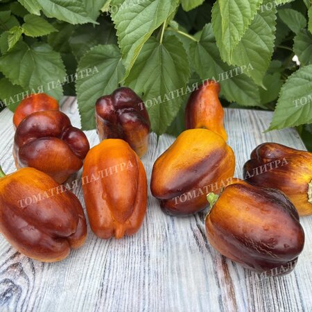 Томат Перец ПУРПЛ СМУДЖ ГОЛД (Purple Smudge Gold), США