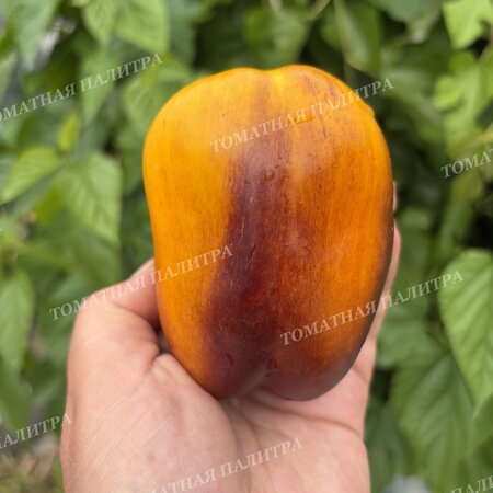 Томат Перец ПУРПЛ СМУДЖ ГОЛД (Purple Smudge Gold), США