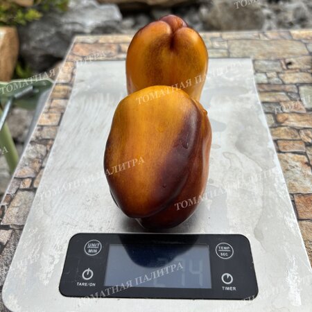 Томат Перец ПУРПЛ СМУДЖ ГОЛД (Purple Smudge Gold), США