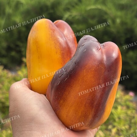 Томат Перец ПУРПЛ СМУДЖ ГОЛД (Purple Smudge Gold), США