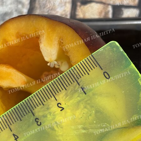 Томат Перец ПУРПЛ СМУДЖ ГОЛД (Purple Smudge Gold), США