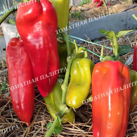 Томат Перец ТАЙФУН