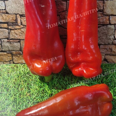 Томат Перец ТАЙФУН