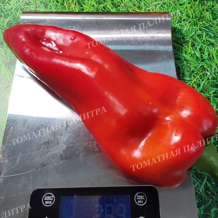 Томат Перец ТАЙФУН