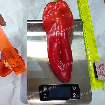 Томат Перец ТАЙФУН