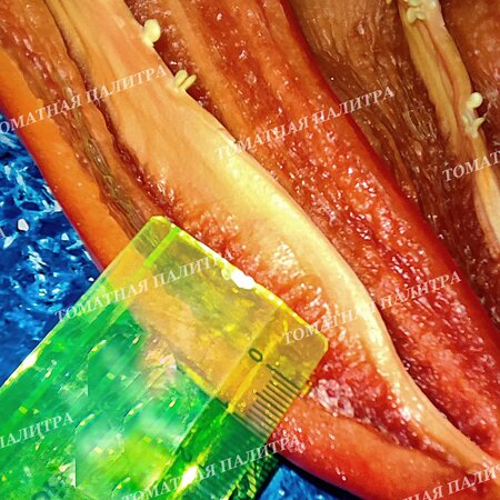 Томат Перец ТАЙФУН