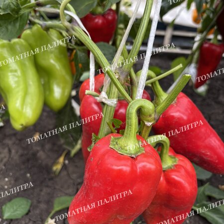 Томат Перец ТАЙФУН