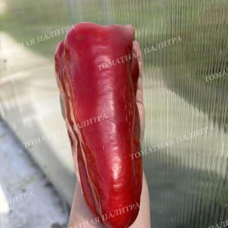 Томат Перец ТАЙФУН