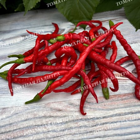 Томат Перец ХИМО ТОГАРАШИ (Himo Togarashi), Япония.