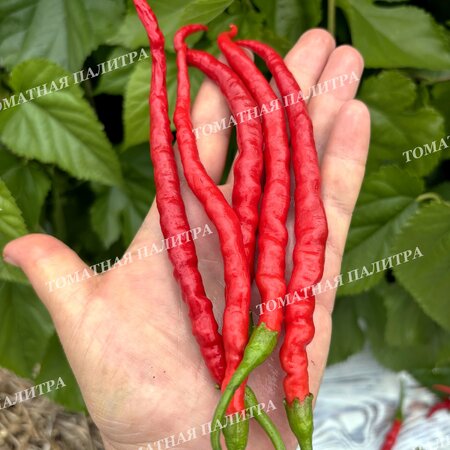Томат Перец ХИМО ТОГАРАШИ (Himo Togarashi), Япония.