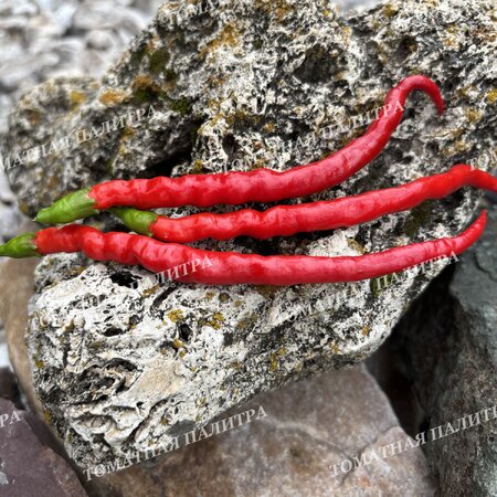Томат Перец ХИМО ТОГАРАШИ (Himo Togarashi), Япония.