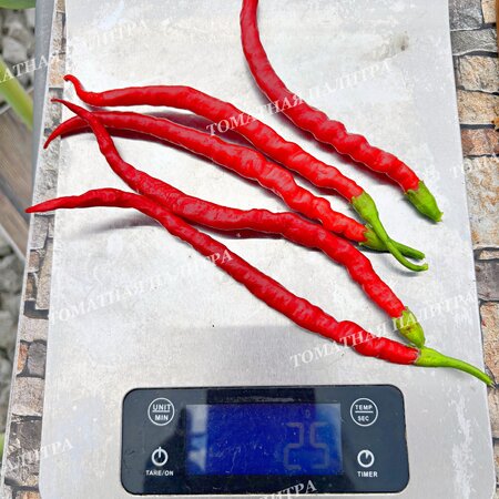 Томат Перец ХИМО ТОГАРАШИ (Himo Togarashi), Япония.