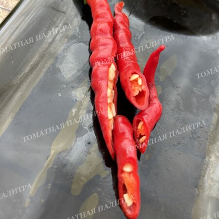 Томат Перец ХИМО ТОГАРАШИ (Himo Togarashi), Япония.