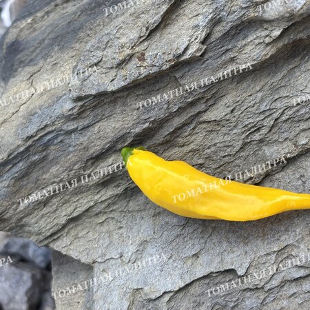 Томат Перец острый АДЖИ ЛИМОН ДРОП (Aji Lemon Drop)