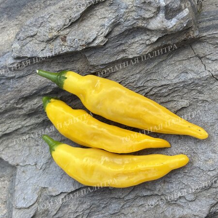 Томат Перец острый АДЖИ ЛИМОН ДРОП (Aji Lemon Drop)