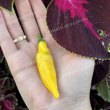 Томат Перец острый АДЖИ ЛИМОН ДРОП (Aji Lemon Drop)