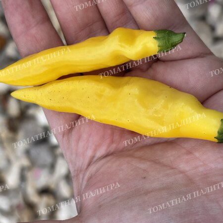 Томат Перец острый АДЖИ ЛИМОН ДРОП (Aji Lemon Drop)