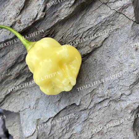 Томат Перец острый АДЖИ ФЭНТЭЗИ СПАРКЛИ ВАЙТ (Aji Fantasy Sparcly white)