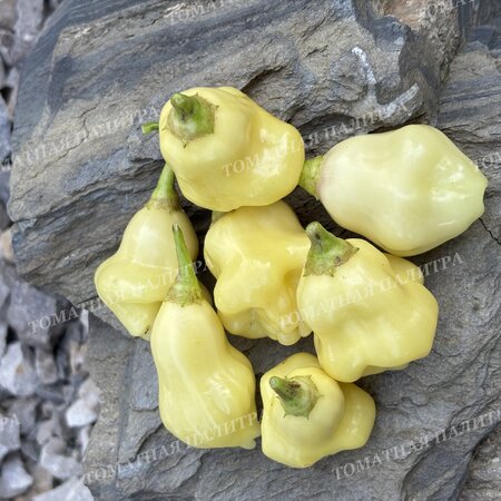 Томат Перец острый АДЖИ ФЭНТЭЗИ СПАРКЛИ ВАЙТ (Aji Fantasy Sparcly white)