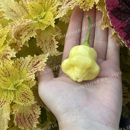 Томат Перец острый АДЖИ ФЭНТЭЗИ СПАРКЛИ ВАЙТ (Aji Fantasy Sparcly white)