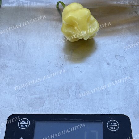 Томат Перец острый АДЖИ ФЭНТЭЗИ СПАРКЛИ ВАЙТ (Aji Fantasy Sparcly white)