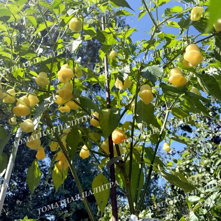 Томат Перец острый АДЖИ ФЭНТЭЗИ СПАРКЛИ ВАЙТ (Aji Fantasy Sparcly white)