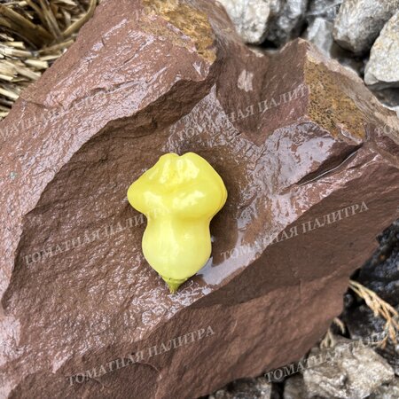 Томат Перец острый АДЖИ ФЭНТЭЗИ СПАРКЛИ ВАЙТ (Aji Fantasy Sparcly white)