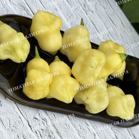 Томат Перец острый АДЖИ ФЭНТЭЗИ СПАРКЛИ ВАЙТ (Aji Fantasy Sparcly white)