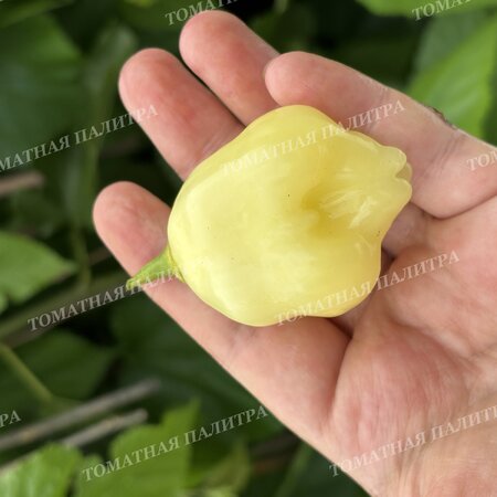 Томат Перец острый АДЖИ ФЭНТЭЗИ СПАРКЛИ ВАЙТ (Aji Fantasy Sparcly white)