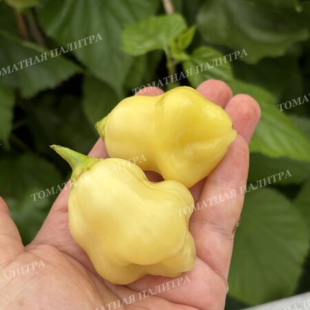 Томат Перец острый АДЖИ ФЭНТЭЗИ СПАРКЛИ ВАЙТ (Aji Fantasy Sparcly white)