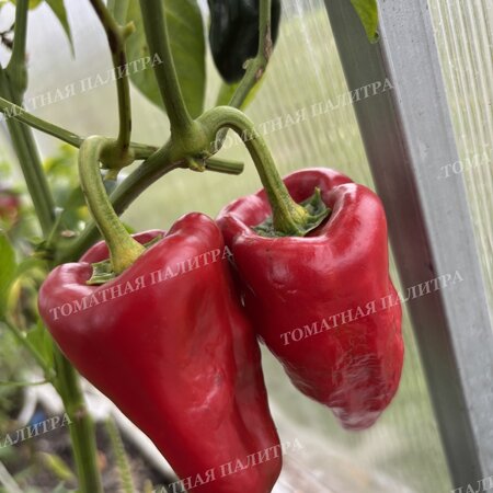 Томат Перец полуострый АЛЬ-БАБ (Al-Bab), Сирия.