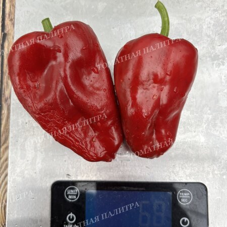 Томат Перец полуострый АЛЬ-БАБ (Al-Bab), Сирия.