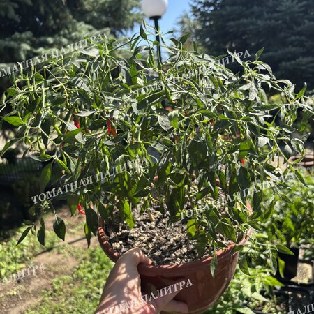 Томат Перец острый АМПЕЛЬНЫЙ КАРЛИКОВЫЙ ГОРШЕЧНЫЙ