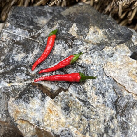 Томат Перец острый АМПЕЛЬНЫЙ КАРЛИКОВЫЙ ГОРШЕЧНЫЙ