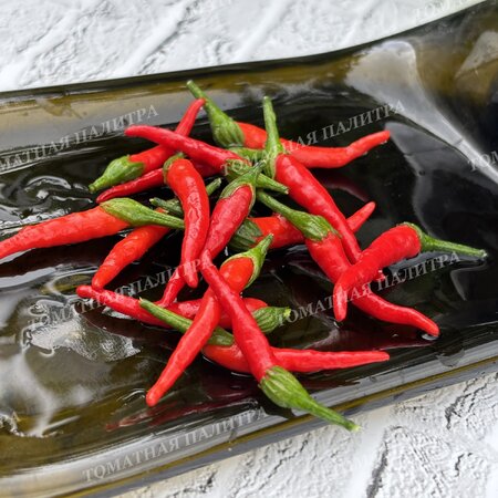 Томат Перец острый АМПЕЛЬНЫЙ КАРЛИКОВЫЙ ГОРШЕЧНЫЙ