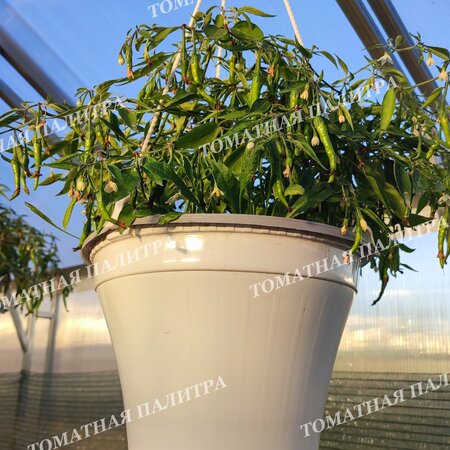 Томат Перец острый АМПЕЛЬНЫЙ КАРЛИКОВЫЙ ГОРШЕЧНЫЙ