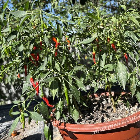 Томат Перец острый АМПЕЛЬНЫЙ КАРЛИКОВЫЙ ГОРШЕЧНЫЙ