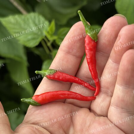 Томат Перец острый АМПЕЛЬНЫЙ КАРЛИКОВЫЙ ГОРШЕЧНЫЙ