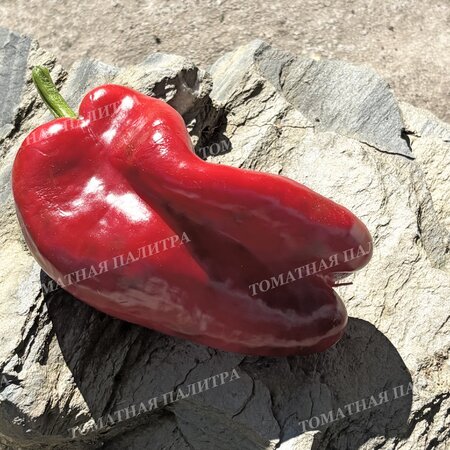 Томат Перец полуострый АНЧО РАНЧЕРО (Ancho Ranchero)