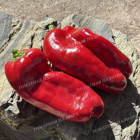 Томат Перец полуострый АНЧО РАНЧЕРО (Ancho Ranchero)