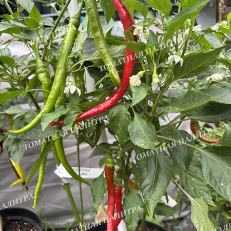 Томат Перец острый БАРАНИЙ РОГ