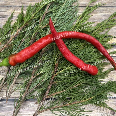 Томат Перец острый БАРАНИЙ РОГ