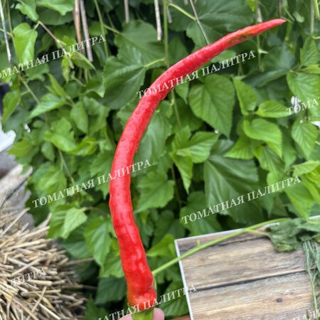 Томат Перец острый БАРАНИЙ РОГ